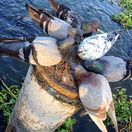 12292848_901864109921174_1642976929_n