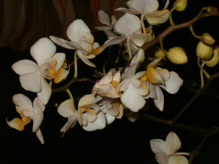 7 febr 2010 - Orhidee