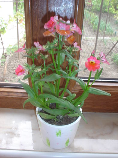 mimulus - Flori primavara 2016