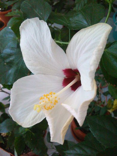 IMG_20160418_134718 - Hibiscus Cairo White