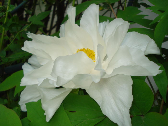 DSC01239