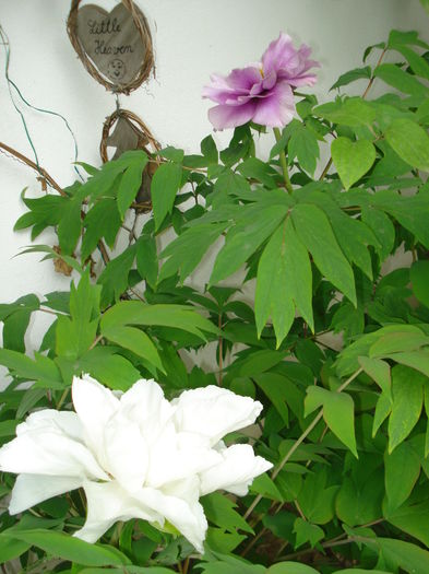 DSC01250