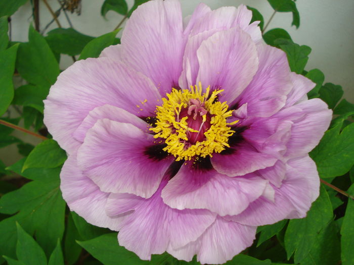 Lilac
