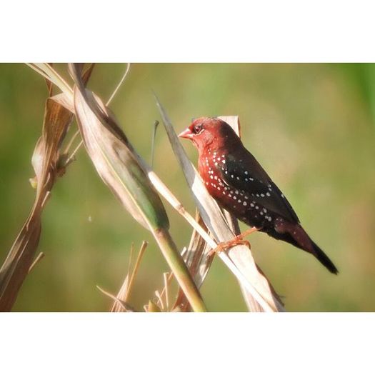 12292854_907867699309826_257629757_n