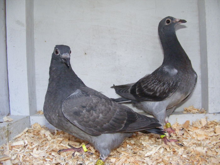 Picture 072 - PUII 2016