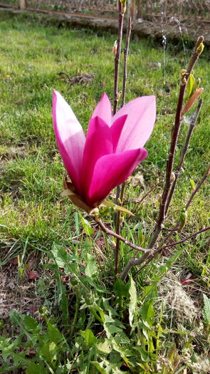 A doua magnolie. Miroase demential - Primavara 2016