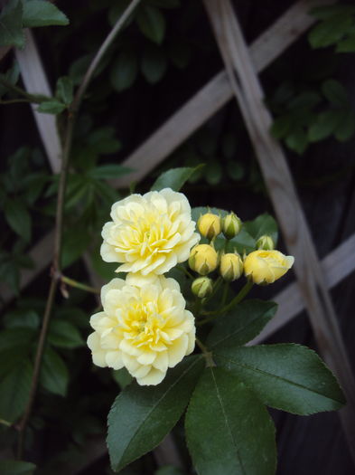 DSC09261 - Lady Banksiae Lutea