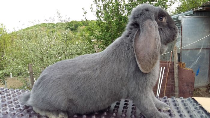 O femela deosabita de la un om deosebit.Multumesc.