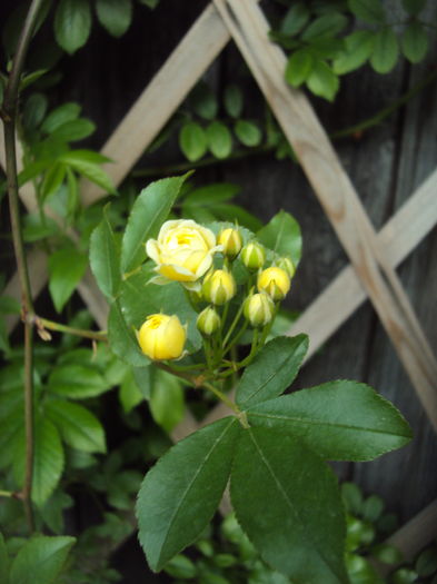 DSC09230 - Lady Banksiae Lutea