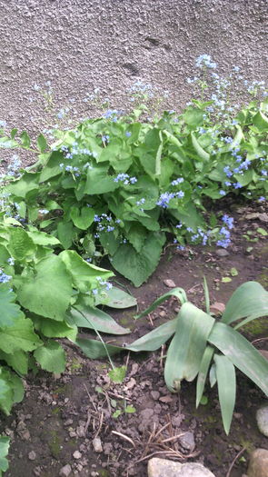  - Flori de gradina- 2016