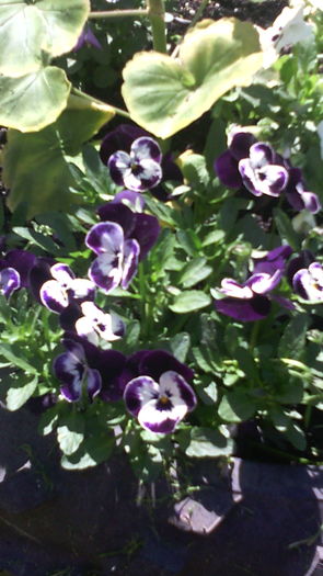  - Flori de gradina- 2016