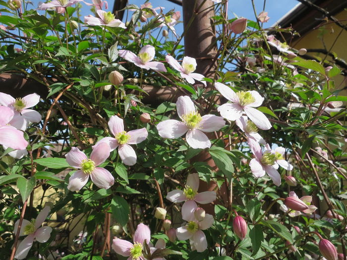 IMG_6705 - Clematita Montana Rubens 2016 curte