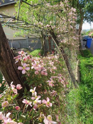 IMG_6726 - Clematita Montana Rubens 2016 gradina