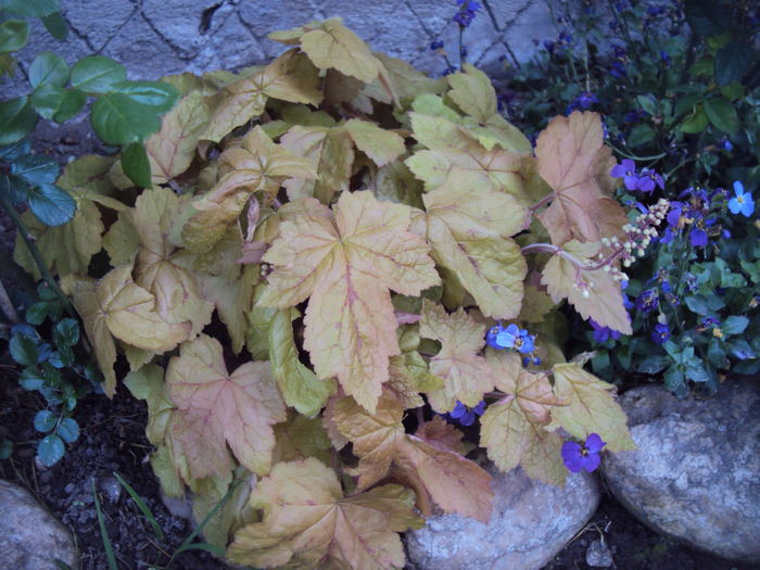 Autumn Cascade - 2016 Heuchera