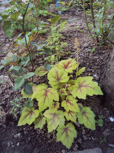 DSC09243 - 2016 Heuchera