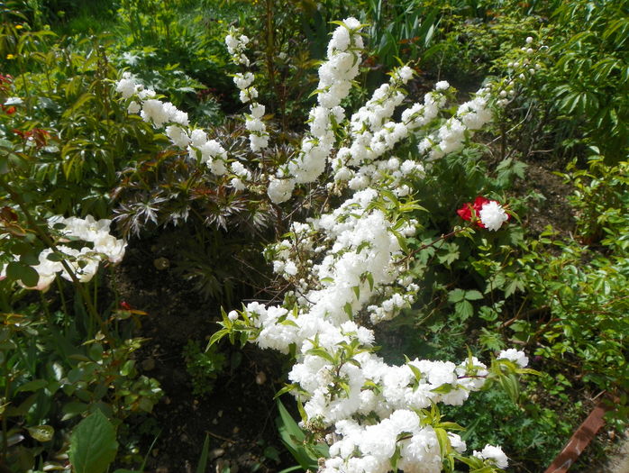 prunus gland. Alba Plena