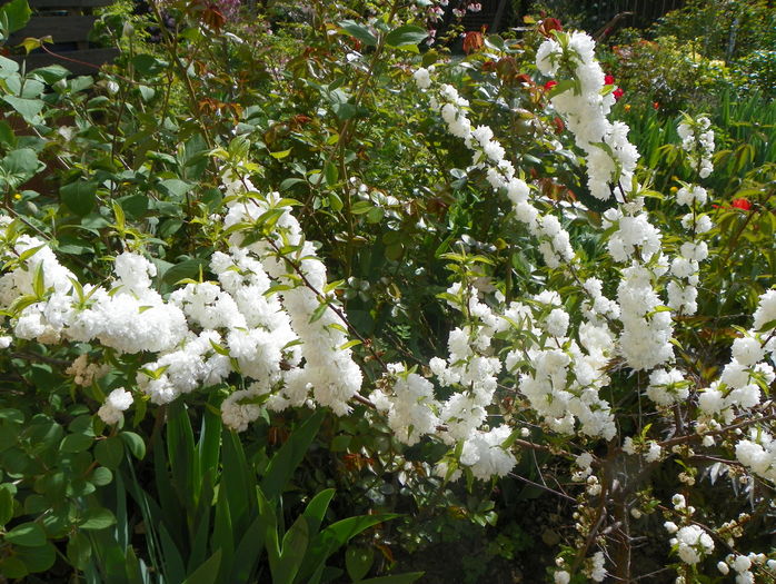 prunus gland Alba Plena