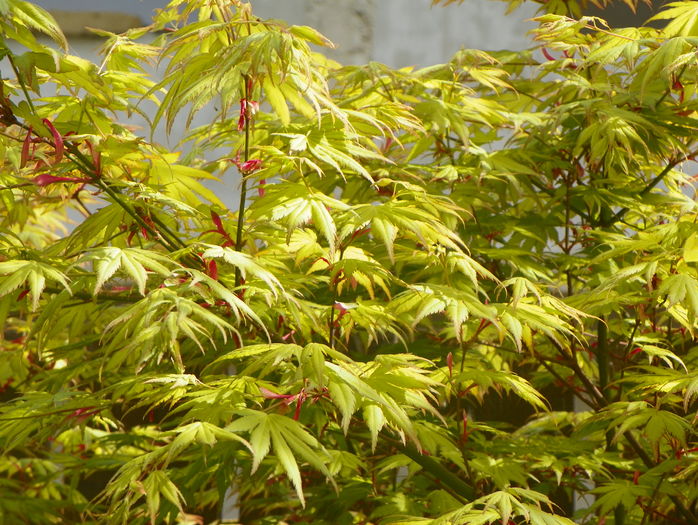 acer palmatum Orange Dream