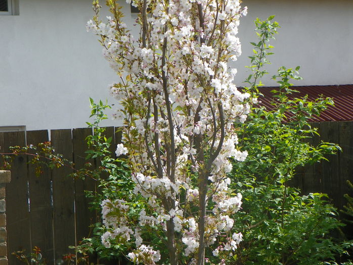 prunus Amanogawa