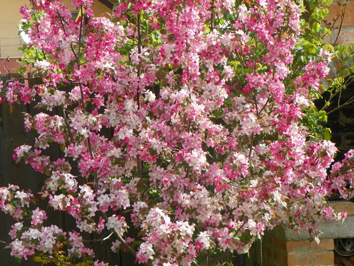malus Rudolph
