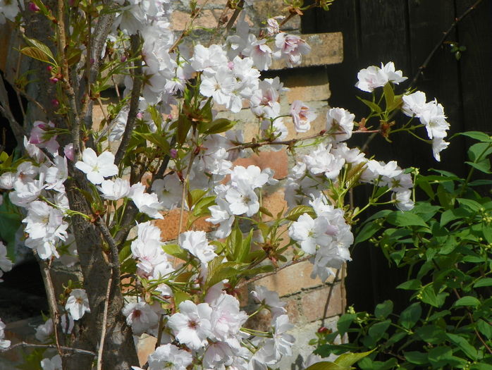 prunus Amanogawa