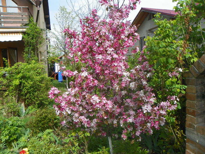 malus Rudolph
