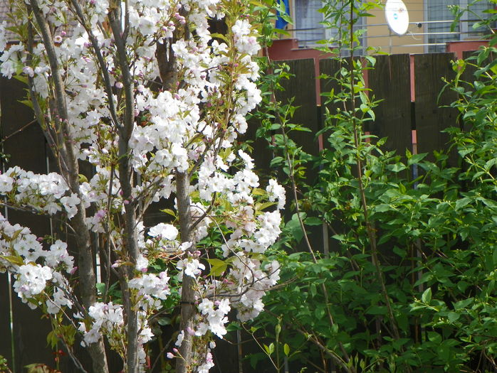 prunus Amanogawa