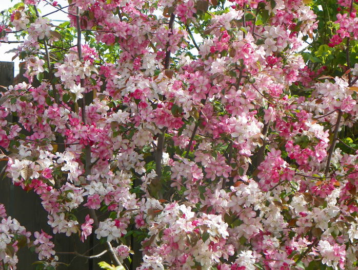 malus Rudolph