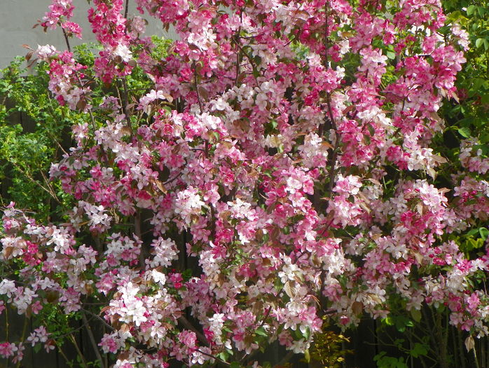 malus Rudolph
