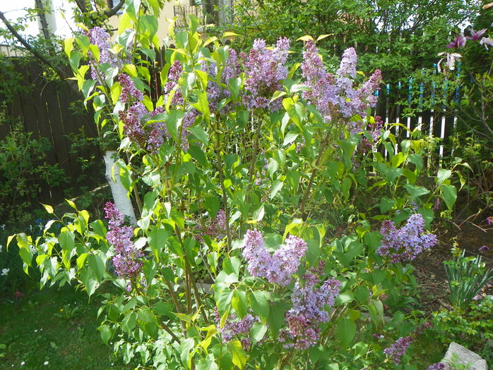 liliac Congo