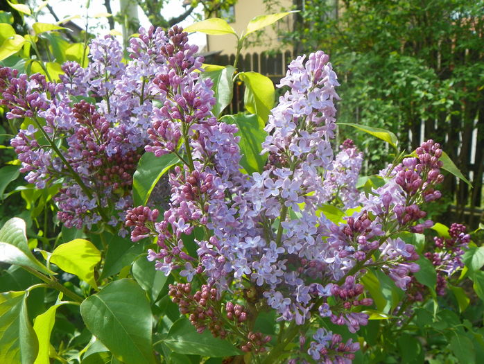 liliac Congo
