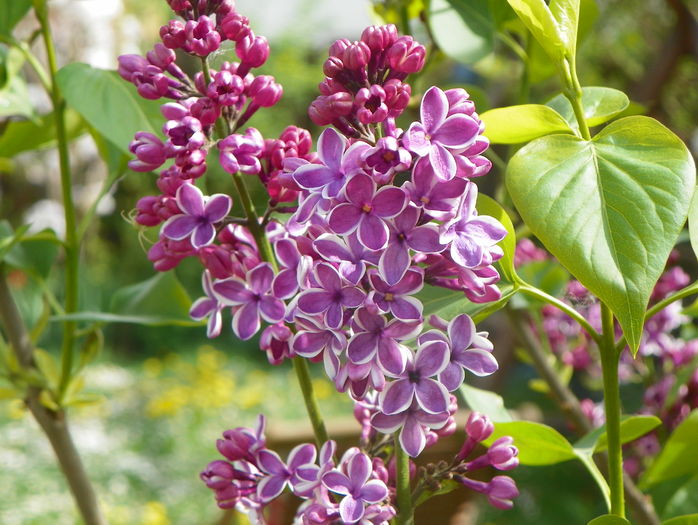 liliac Sensation