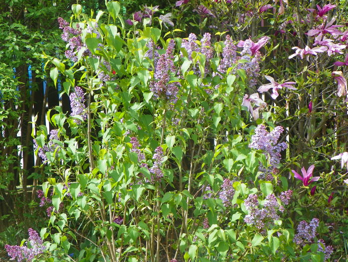 liliac Congo