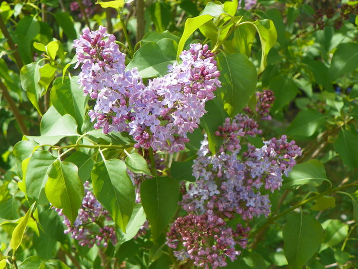 liliac Congo