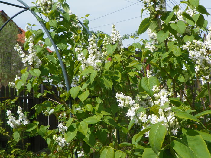 liliac alb batut
