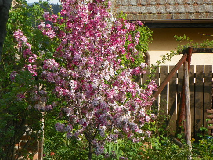 malus Rudolph