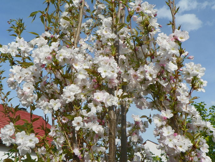 prunus Amanogawa