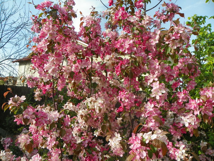 malus Rudolph