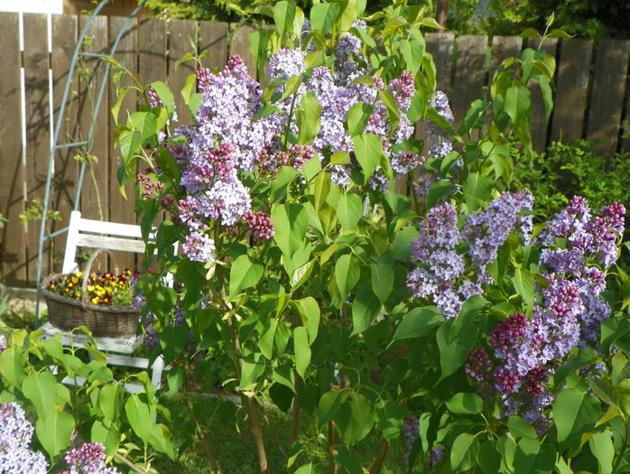 liliac Congo