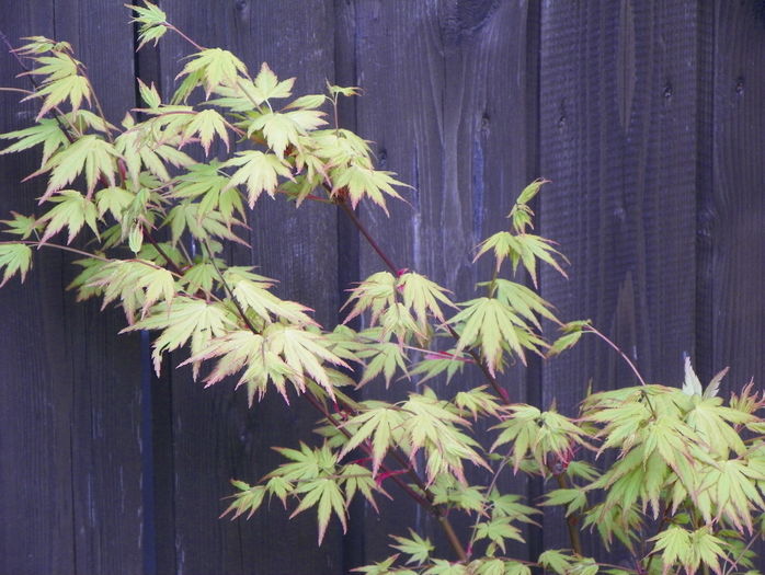 acer palmatum Sango-kaku