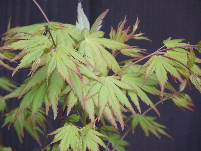 acer palmatum Sango-kaku