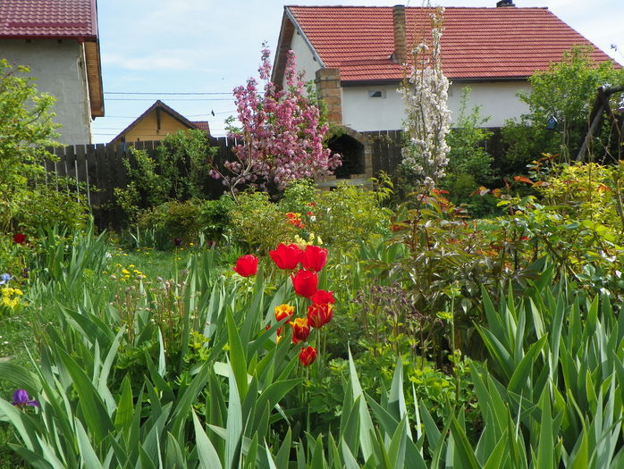 18 apr (50) - Gradina 2016