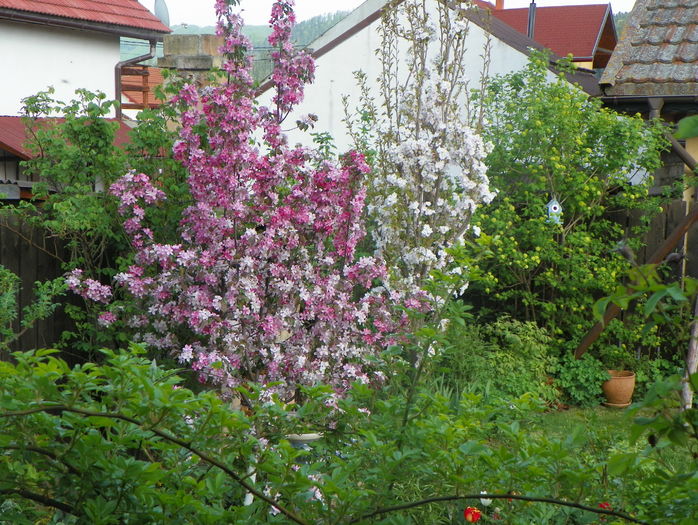 18 apr (99) - Gradina 2016