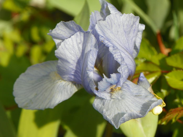 Azurea - Irisi 2016