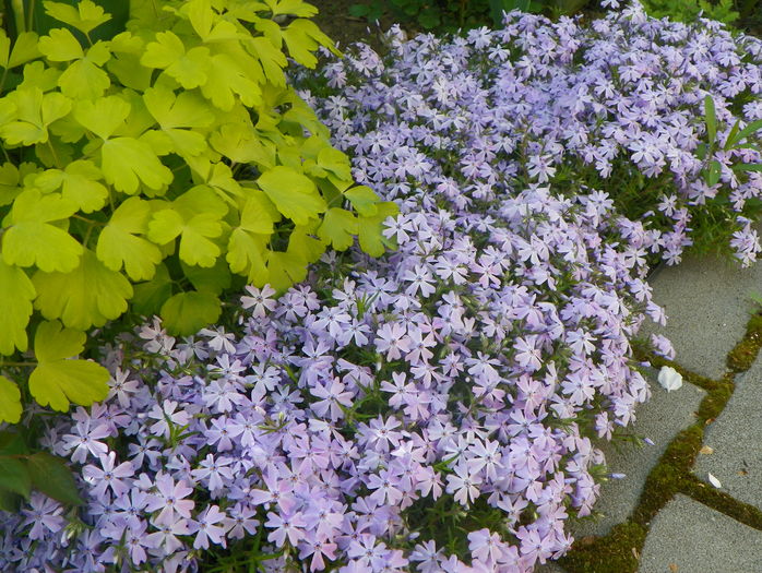 Emerald Cushion Blue - Phlox 2016