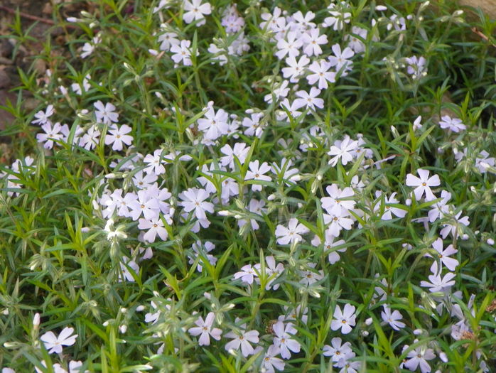 Early Spring Lavender