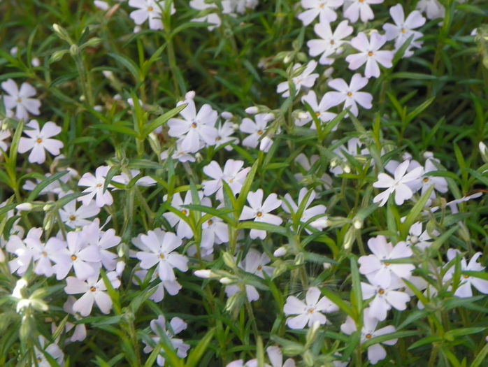 Early Spring Lavender