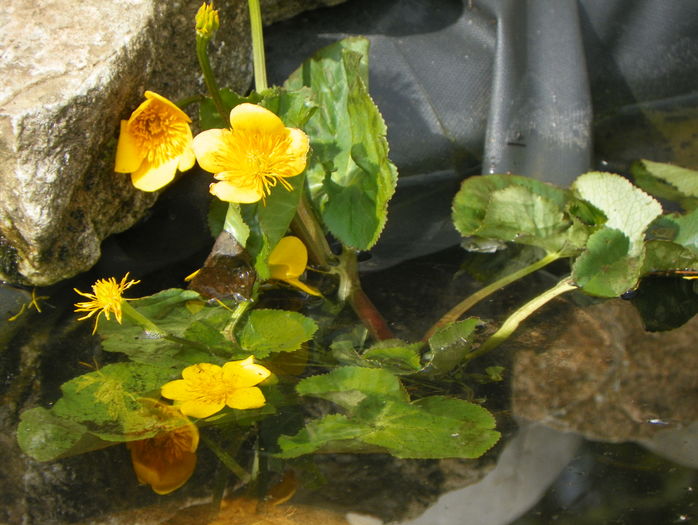 caltha palustris - Proiect 2015 lacul