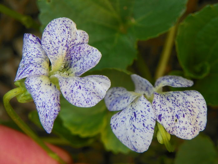 viola Freckles - Primavara 2016
