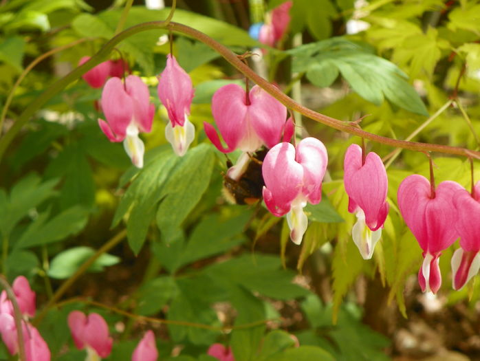 dicentra spectabilis - Primavara 2016
